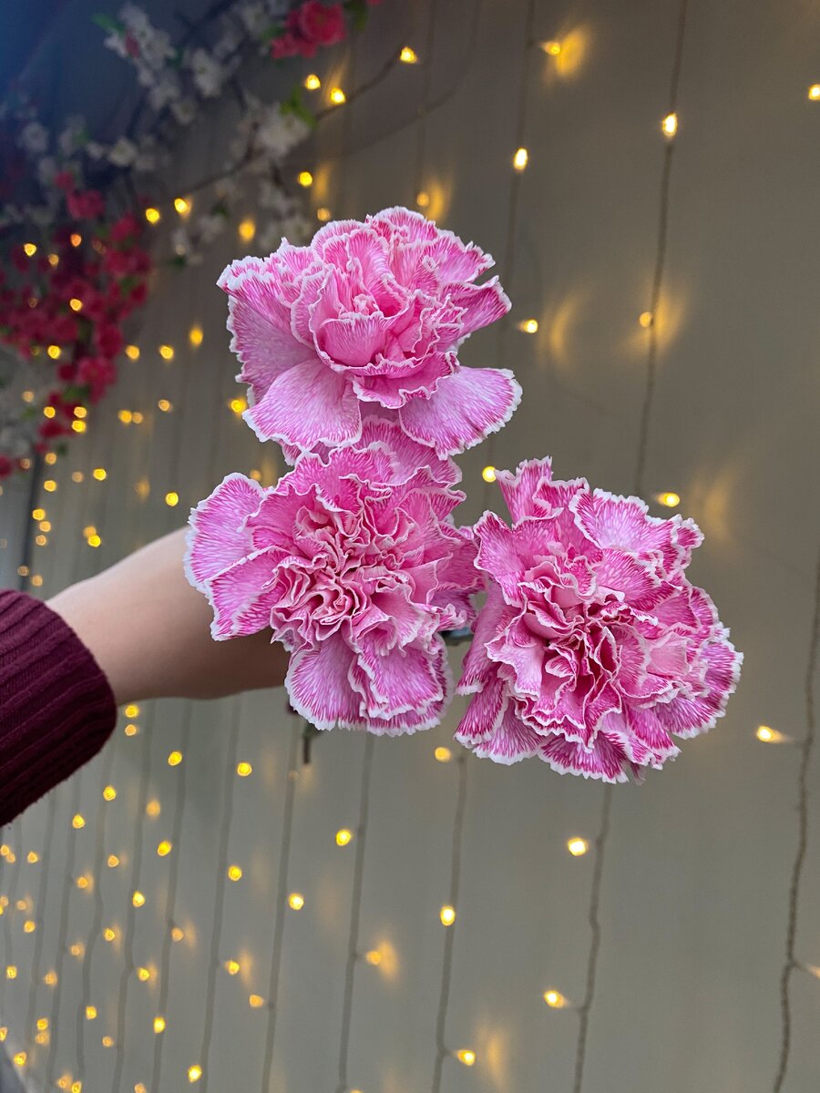 Окрашенная гвоздика своими руками. Цвет - розовый.