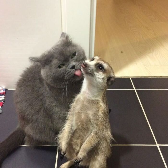 Источник: https://www.instagram.com/meerkat_suren