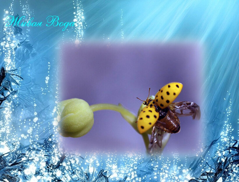 Материал для иллюстрации взят из открытого источника с сайта https://photosight.ru/photos/4223794/