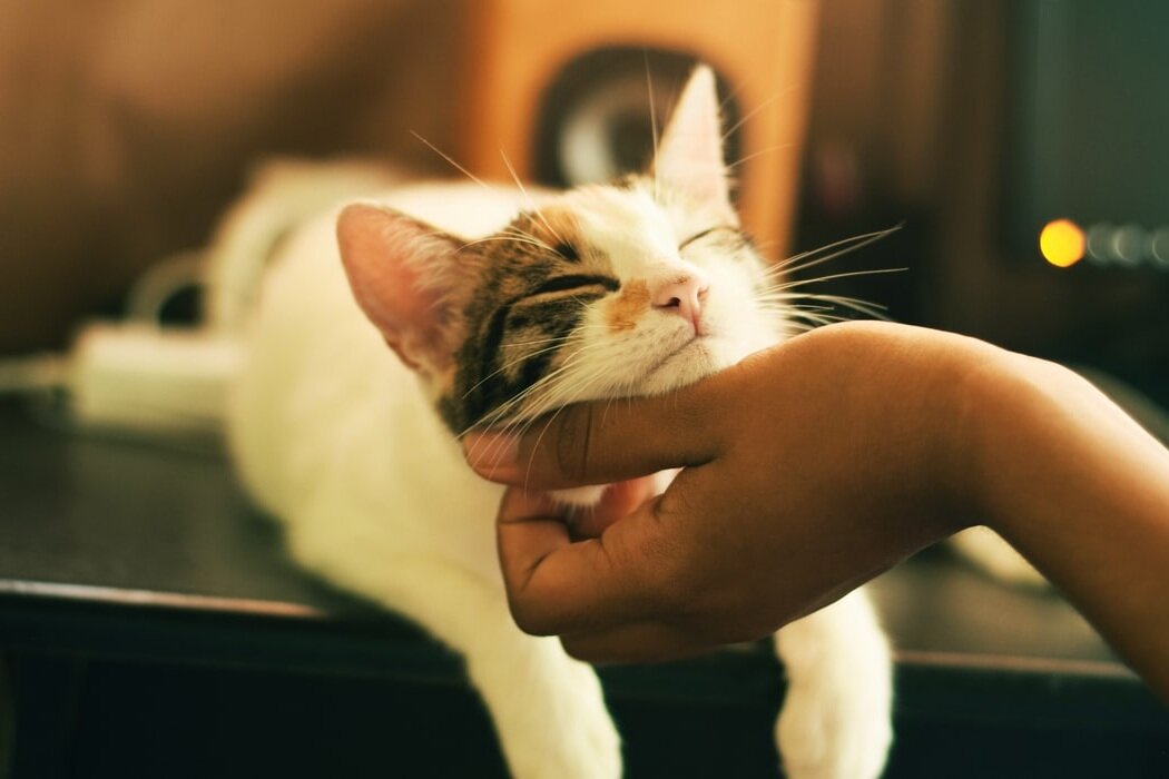 Фото: https://unsplash.com/.