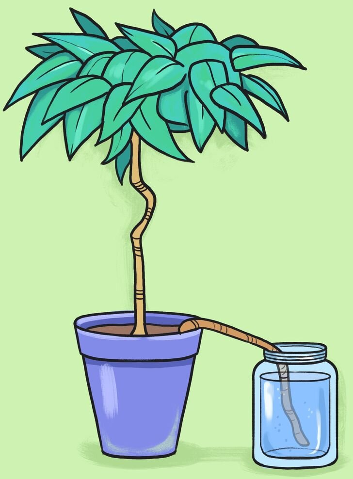5 умных способов поливать растения в ваше отсутствие