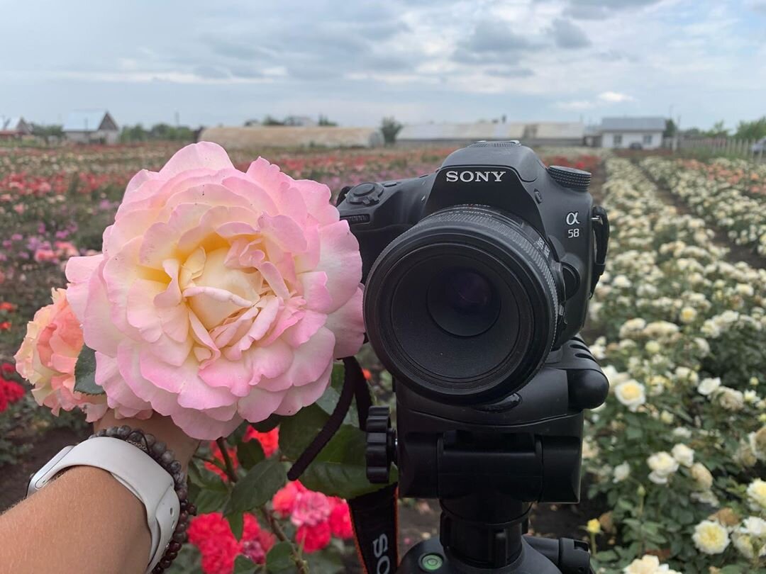 Роза "Глория Дей"