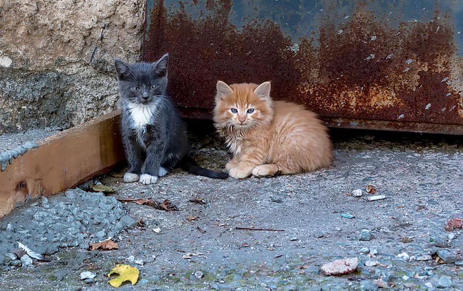 Фото бездомного кота