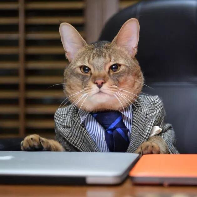 Деловые котики в бизнес-прикидах: смотрим уморительную фотоподборку | ZOO  CHANNEL | Дзен