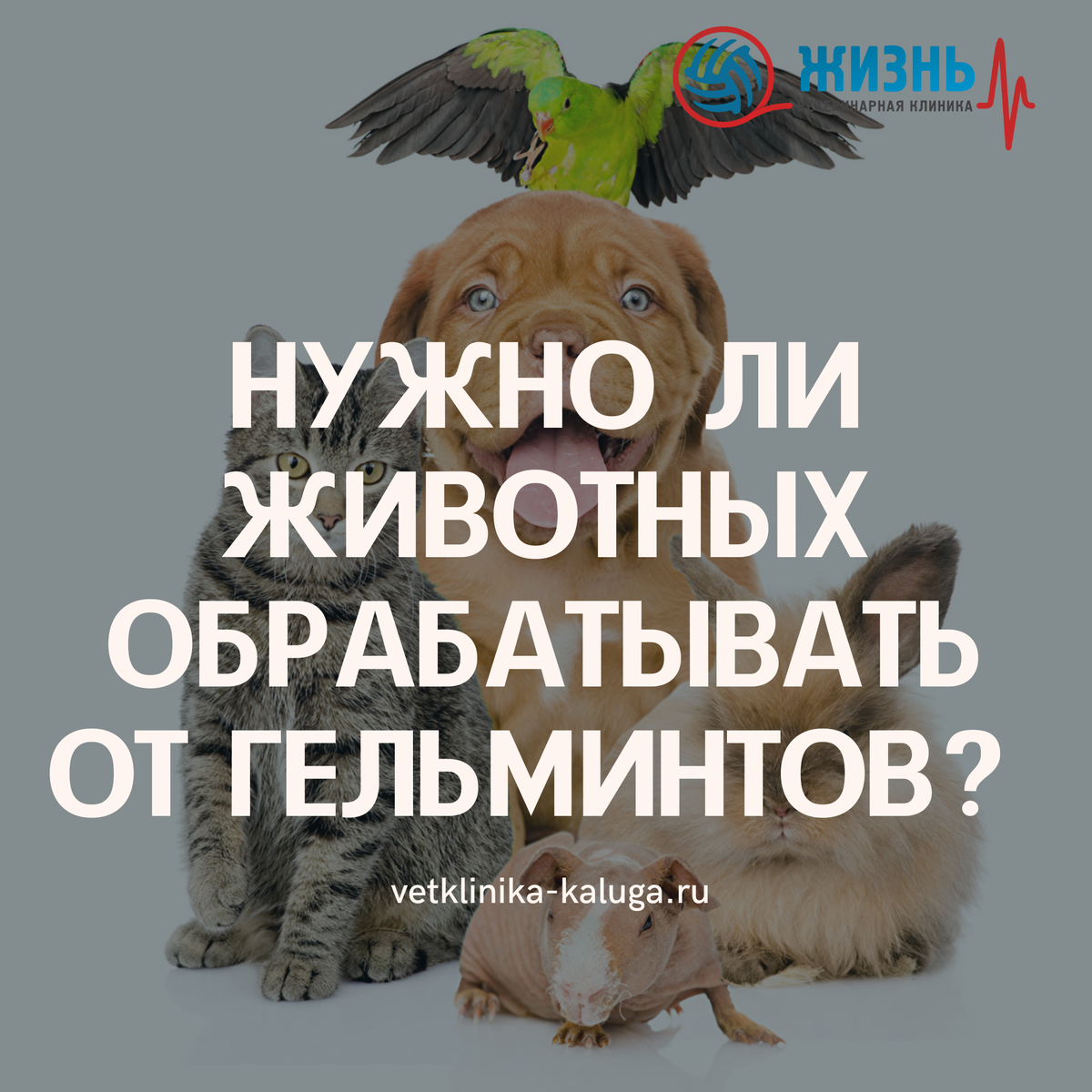 Нужно ли обрабатывать животных от глистов? 