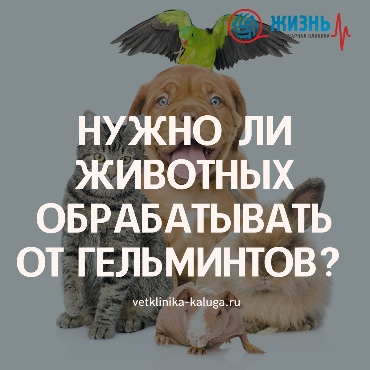 Как выбрать препараты от гельминтов для питомца. | Ветклиника в Калуге -  Жизнь | Дзен