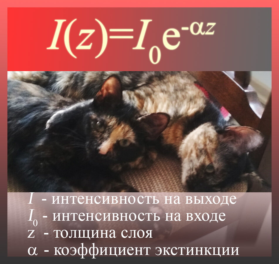 Котята, сами того не подозревая, подчиняются закону Ламберта-Бугера-Бэра. Свет от окна освещает им ушки и испытывает экстинкцию, ослабляясь по экспоненте. Поскольку ушки достаточно тонкие, мы имеем возможность видеть проходящий свет.