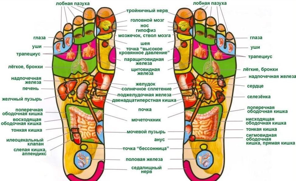 Проекция органов на стопе