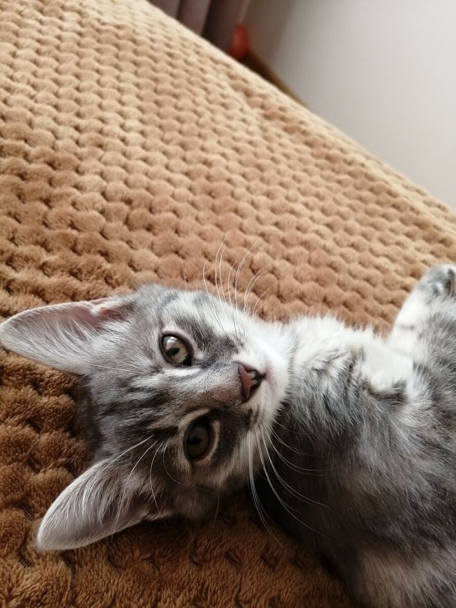 Сама невинность 