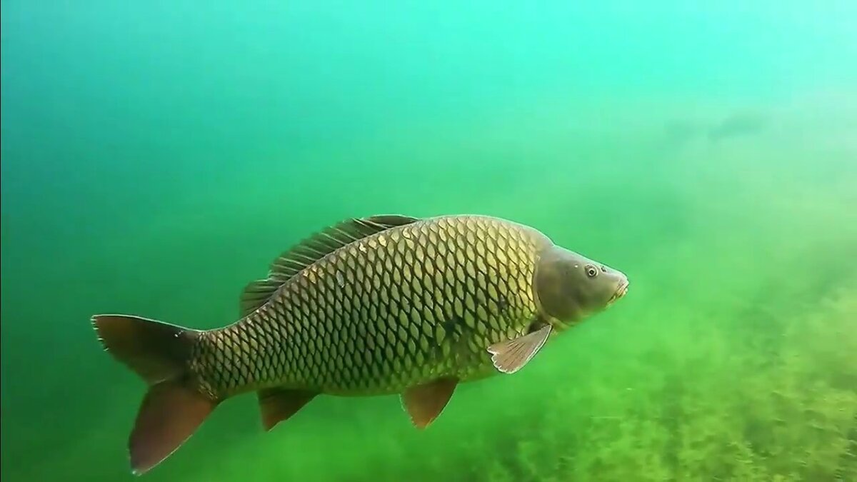 Карп в воде. Сазан, обыкновенный Карп. Карп (Cyprinus Carpio). Аральский сазан. Сазан в Байкале.