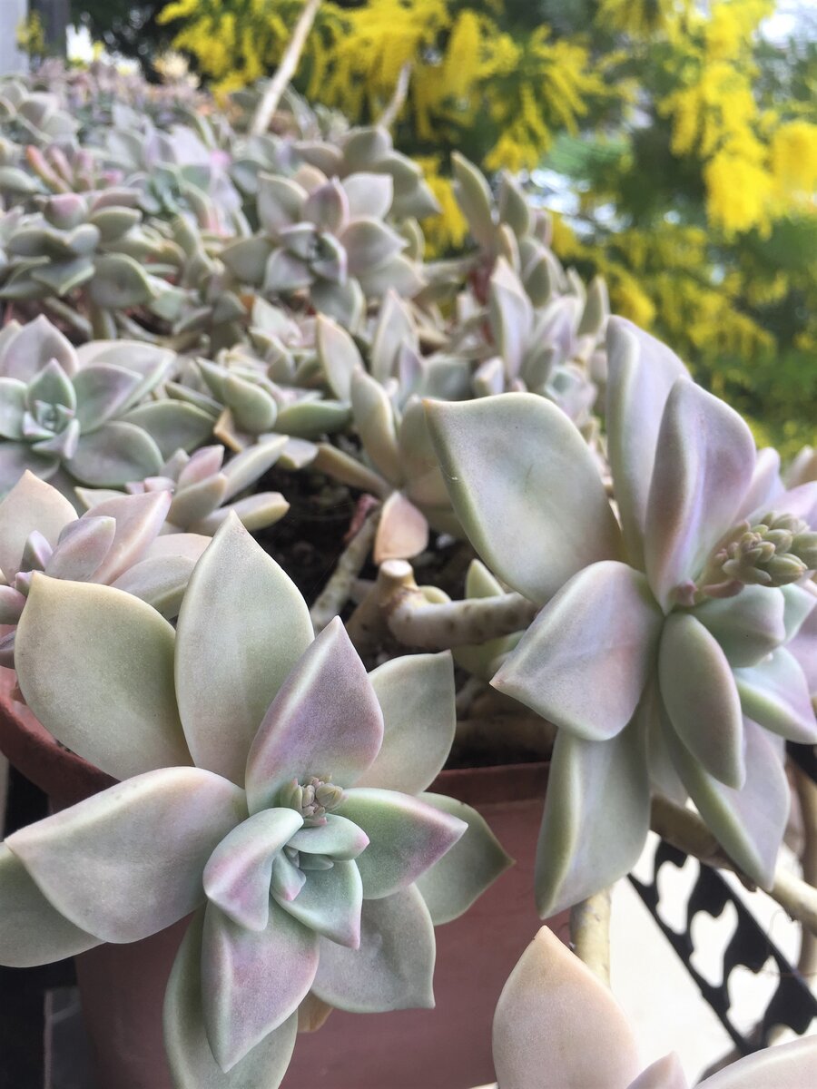 Echeveria Lola (Эхеверия Лола), фото автора