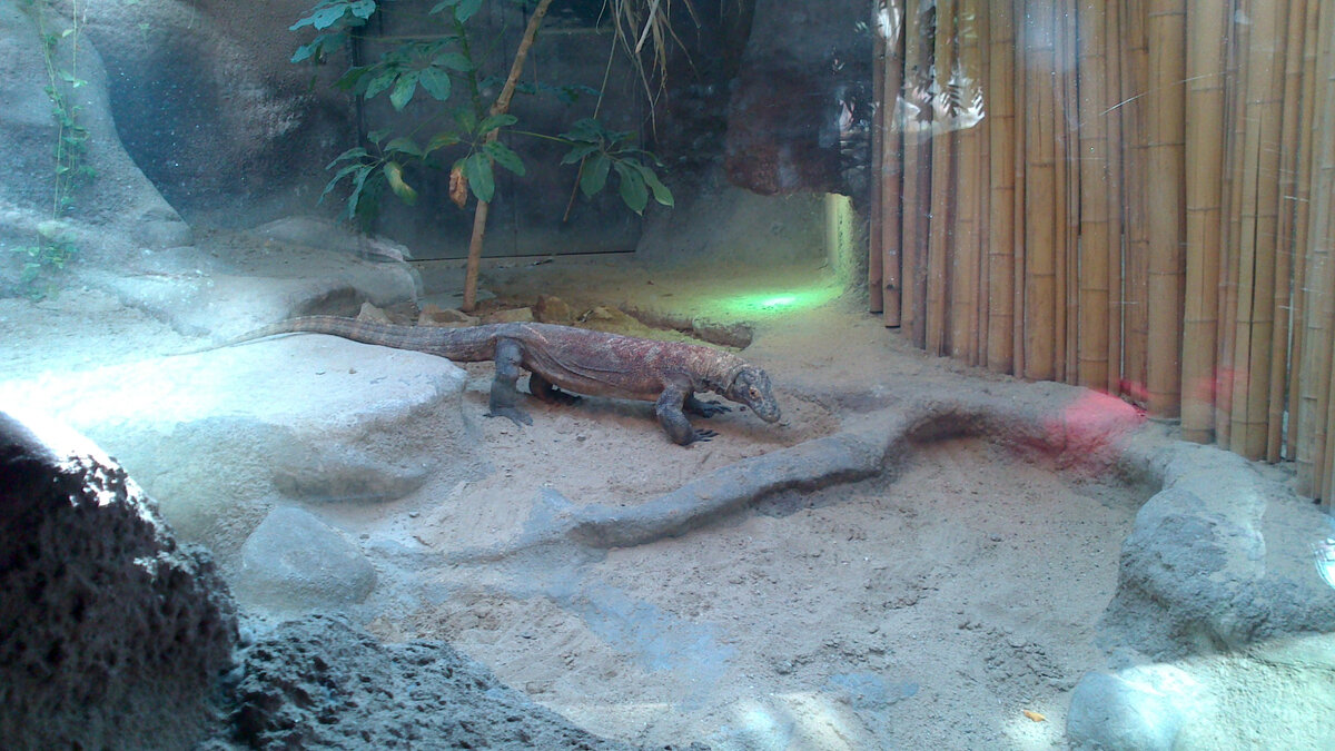 Варан, не комодский конечно, но всё же довольно крупный!  