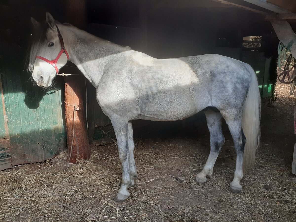 Округ. Только что с проездки.