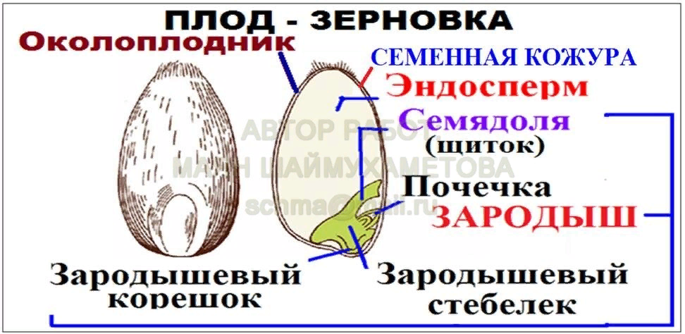 Главный признак плода растения. Продольный разрез зерновки пшеницы. Приспособления для распространения зерновки. Генеративные органы пшеницы. Раздвоенное зернышко как называется.