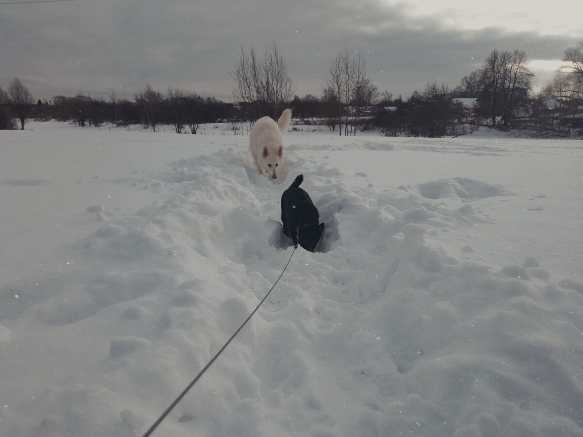 фото: личные архивы (с) псы городских окраин