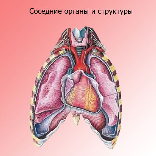 Сердце : нормальная анатомия | e-Anatomy