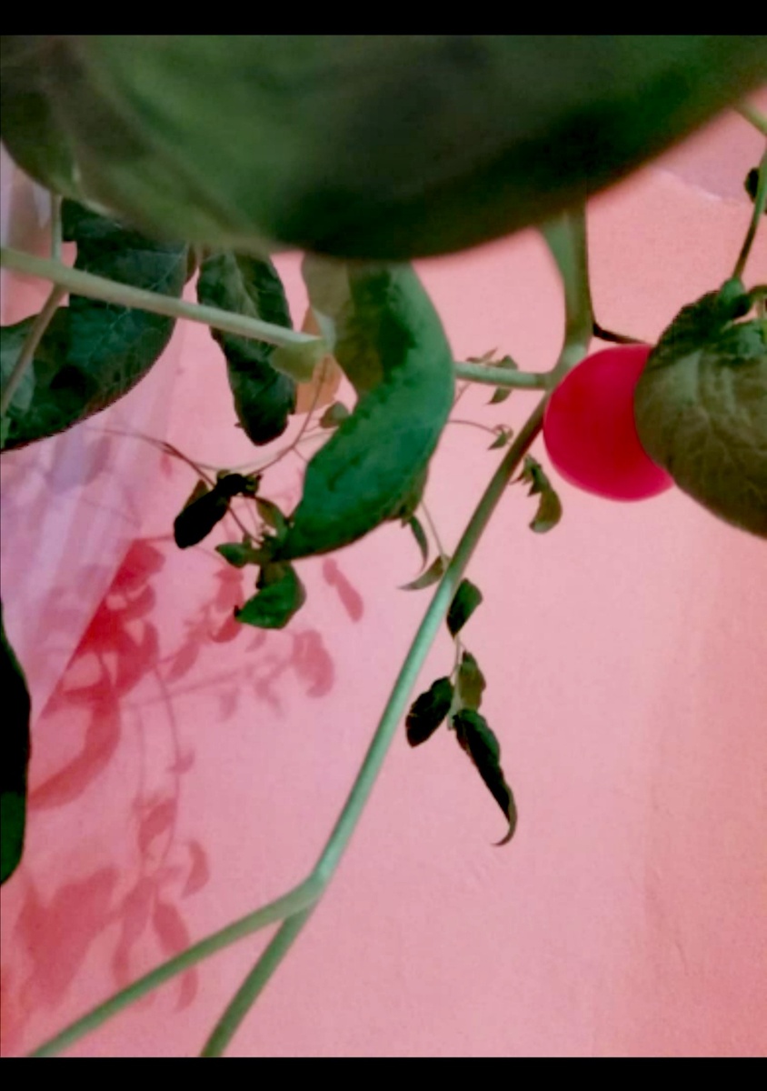 Вкусные, но совсем мало выросло.