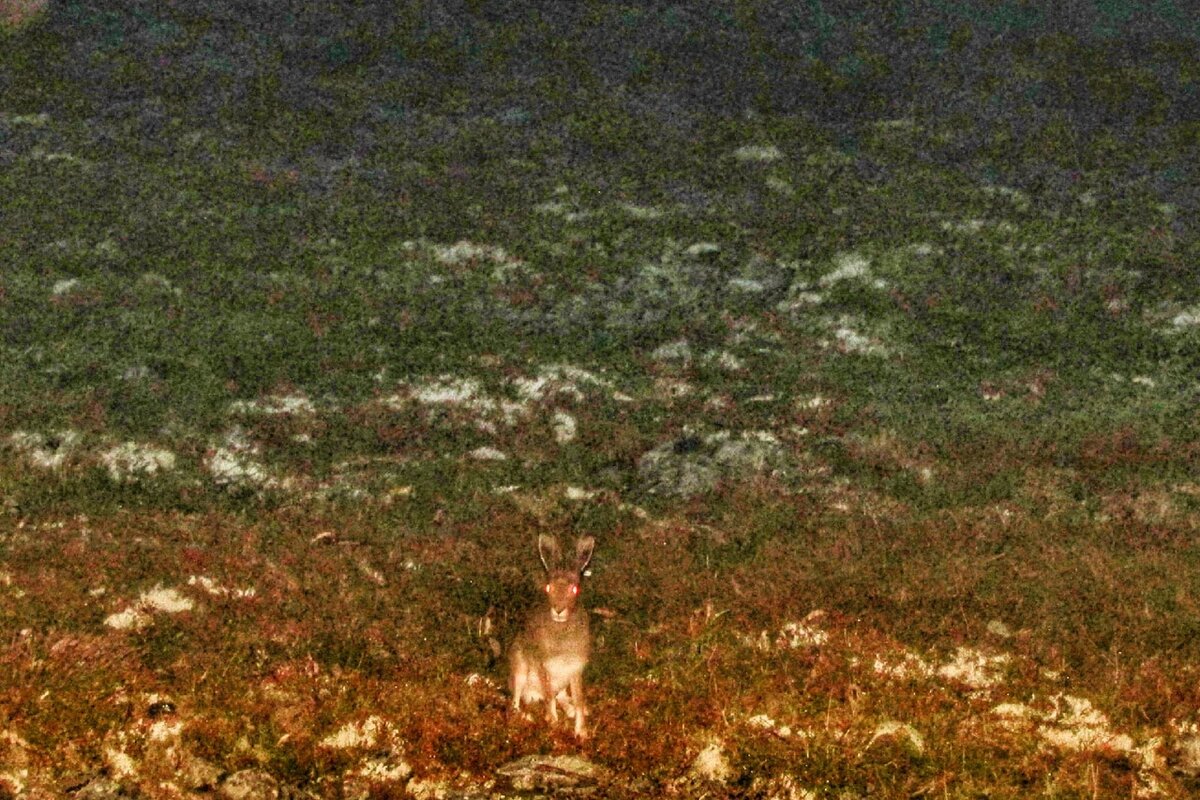 Любопытный заяц