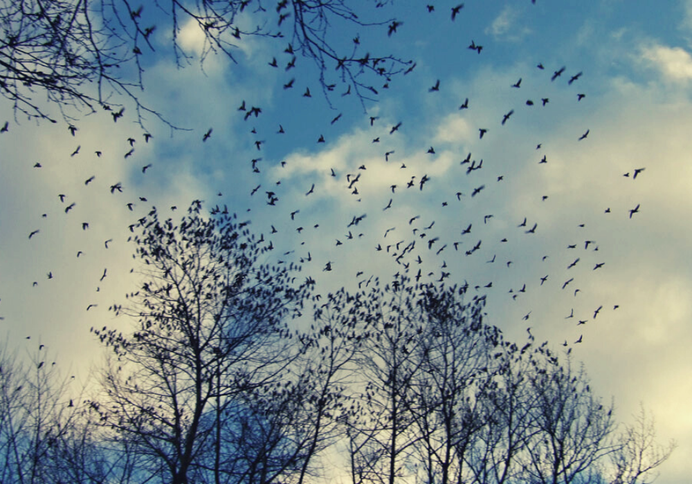 Птицы летающие зимой. Птицы в небе. Стая птиц. Весеннее небо.