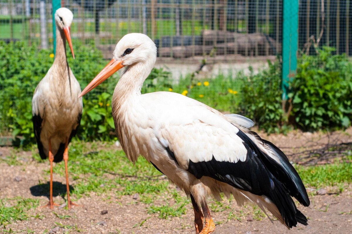Белый аист спб. Белый аист спб. Кафе белый аист. Белый аист спб. Белый аист спб.