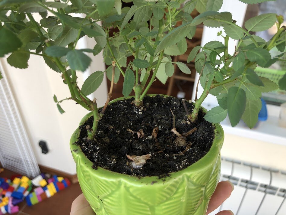 У меня сохранилось 3 кустика. Один после цветения сразу же погиб.