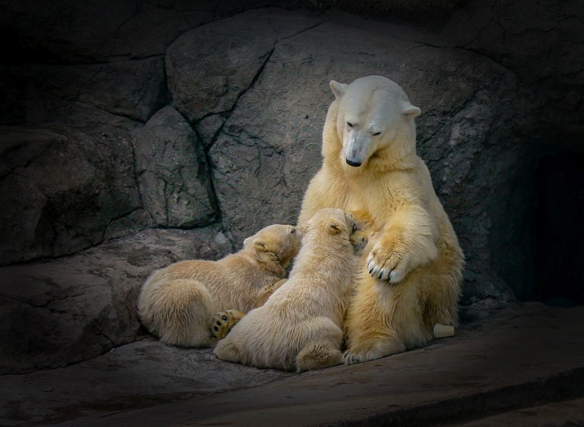 Gr0zzaR  / nat-geo.ru