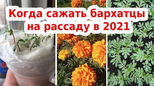 Когда сажать бархатцы на рассаду в 2021