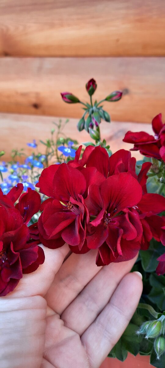 Пеларгония Роял Найт. Фото автора