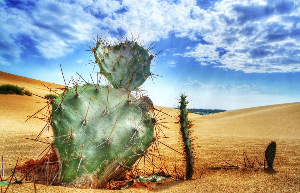 Sahara Desert растения