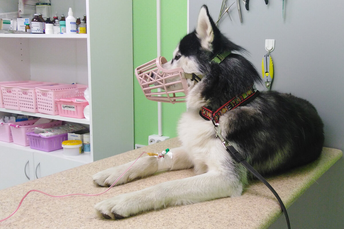 © фото автора • Вольт в клинике во время капельницы