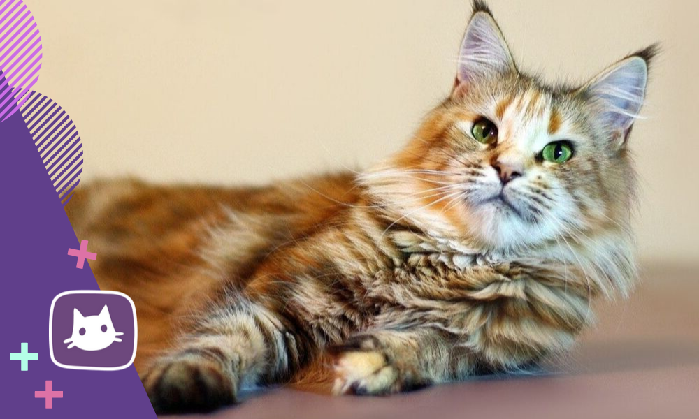 😻Мейн-кун: особенности поведения и характера. Кому подходят кошки этой ...