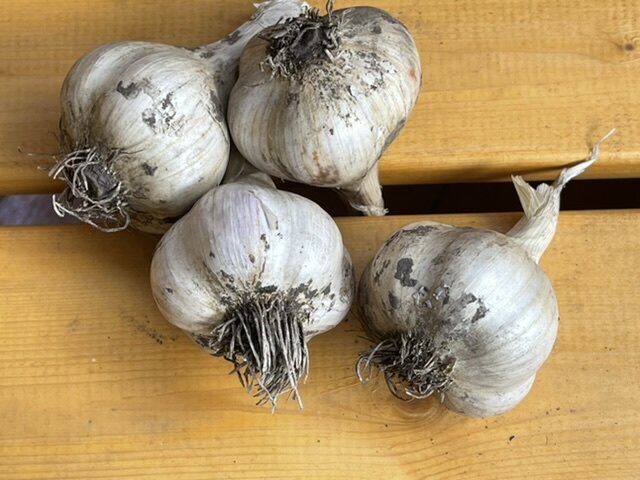 БЕРУ ВОТ ТАКИЕ ЧЕСНОЧИНЫ НА СЕМЯ