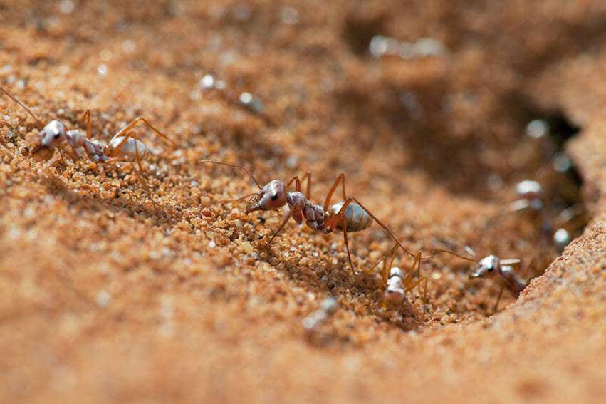 Сахарском Серебряном муравье (Cataglyphis bombycina).. Серебряные муравьи пустыни Сахары. Сахарский муравей. Насекомые пустыни. Наблюдаем за муравьями