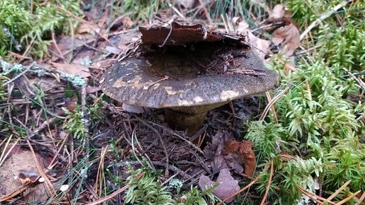 Чёрный груздь (Lactarius necator). Как выглядит гриб на месте произрастания.