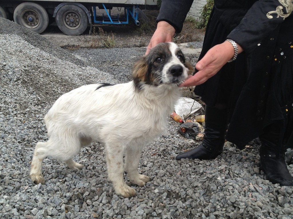 Фото из объявления