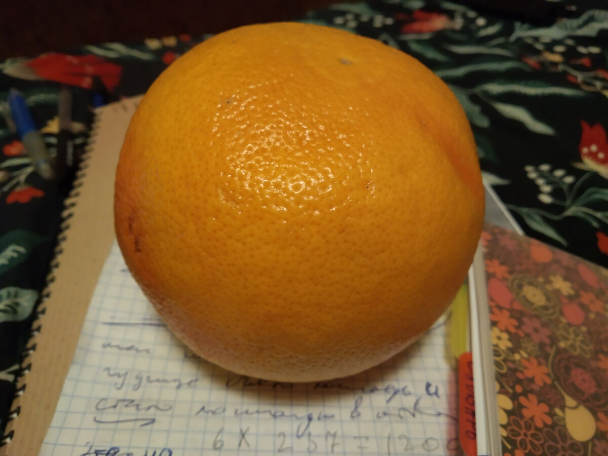 грейпфрут. красивое. 