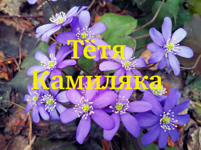 Тётя Камиляка