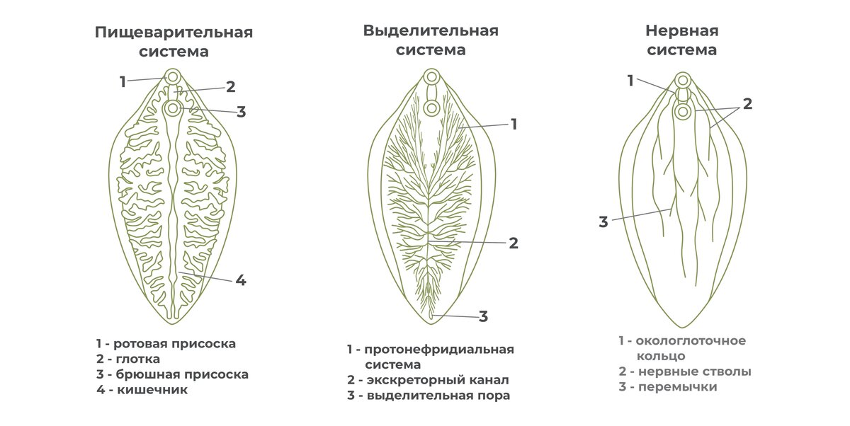 Особенности строения печеночного сосальщика