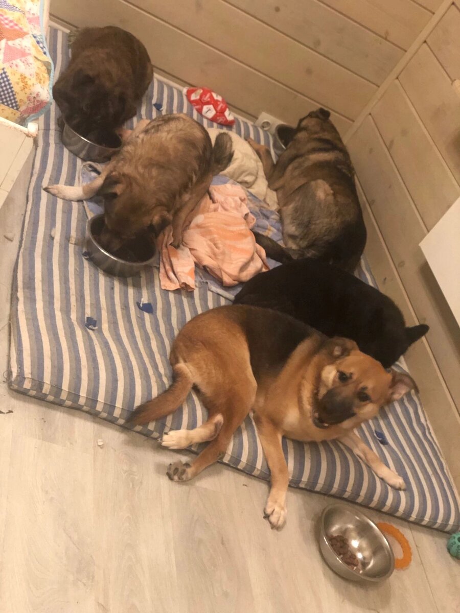 По уравню ответственности к питомцам на законодательном уровне страны сегодня очень разные. Есть страны, где животные юридически имеют права и признаны живыми существами.  Есть страны, где животные - это предмет интерьера. И лишь небольшие оговорки запрещают терзать их на виду у всех. Мы живём в стране, где животные юридически вещи. 