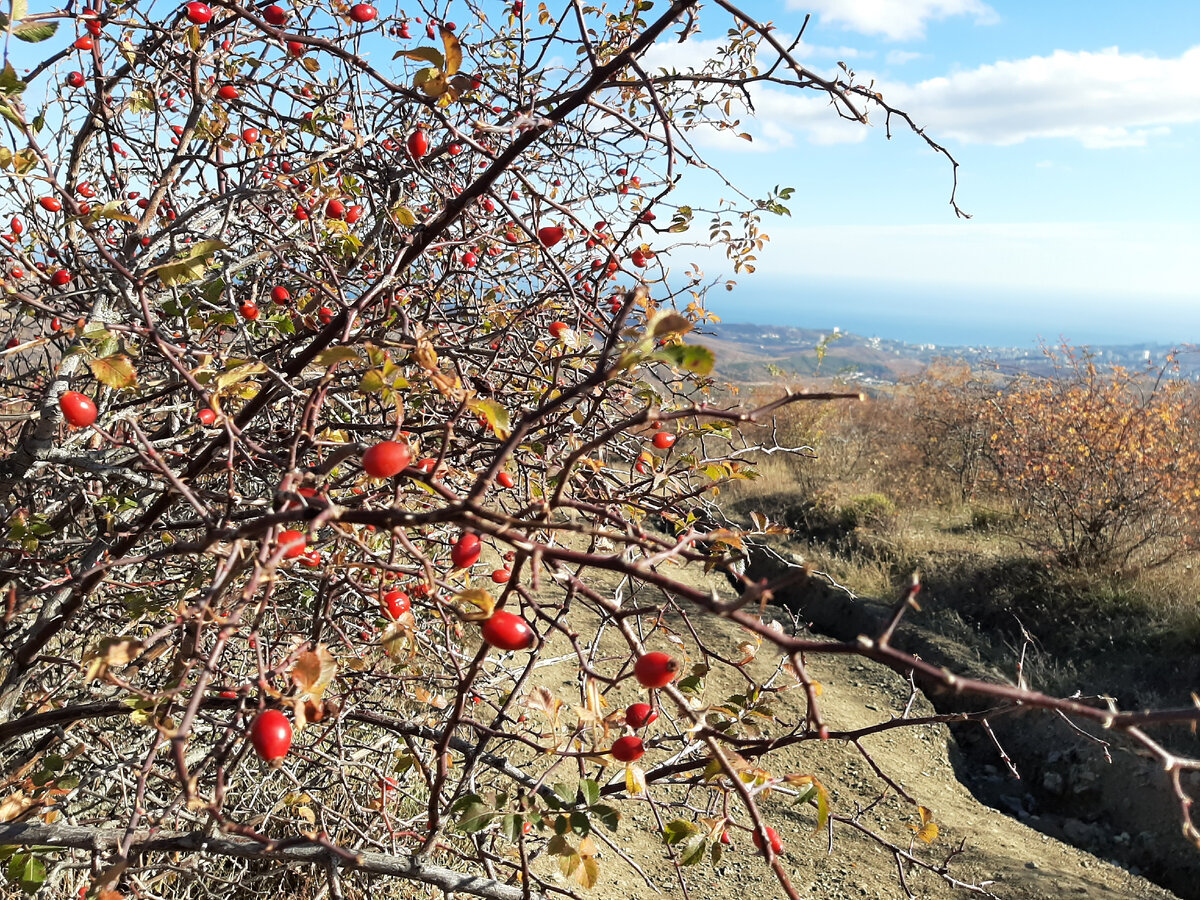 "Плантации" горного шиповника. Берегите пальцы!