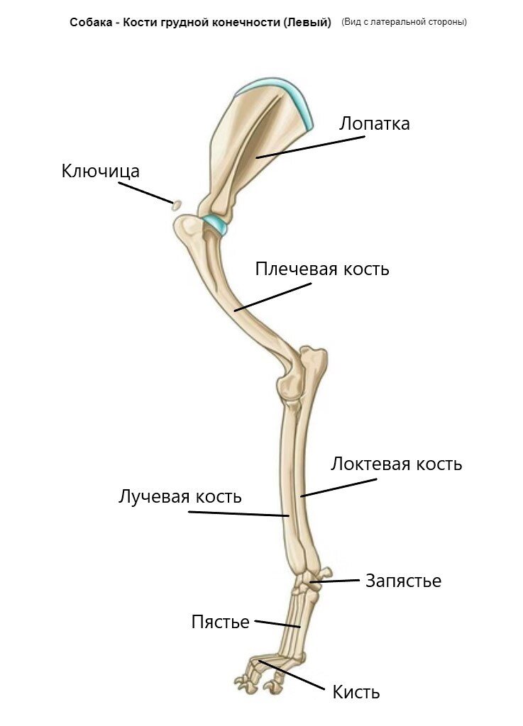 Конечности собаки. Скелет грудной конечности. Кости передних конечностей. Кости конечностей собаки.