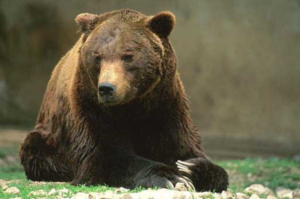 Апеннинский бурый медведь (лат. Ursus arctos marsicanus)