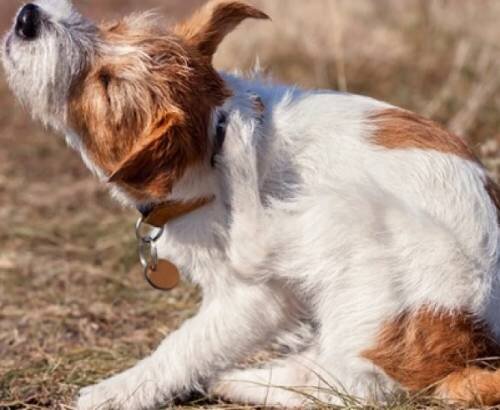 Лизание задних лап