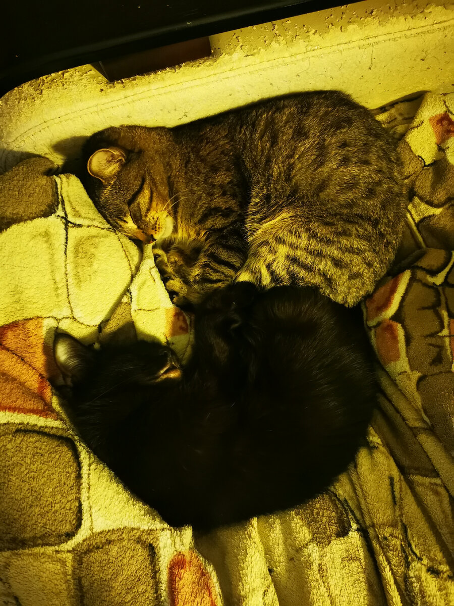 Кот Тимофей и кошка Алиса