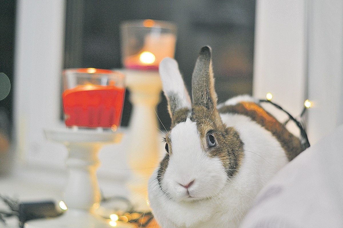    Символ 2023 года - кролик, который ассоциируется со скоростью и динамичностью Анастасия Красушкина