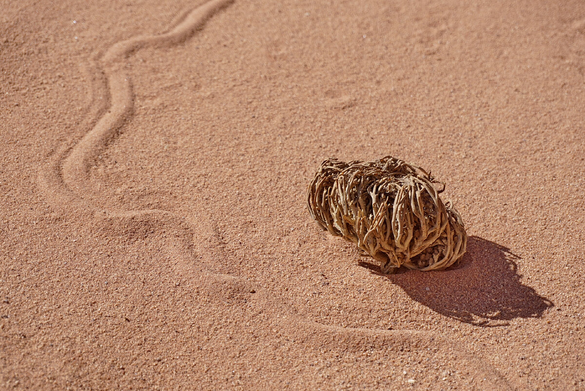 Иерихонская роза. Фото автора