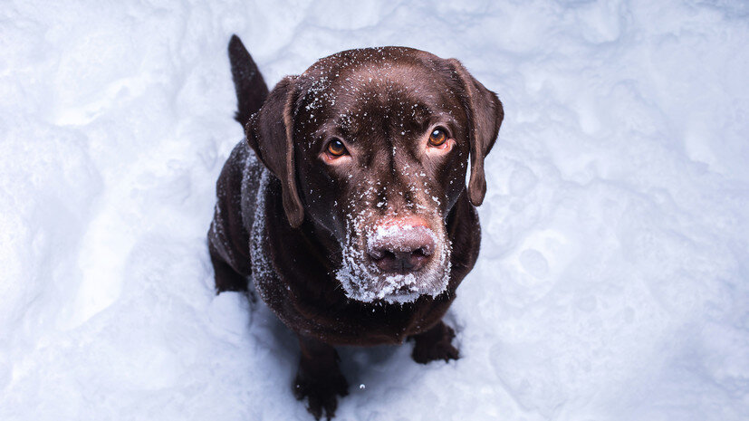   Gettyimages.ru Aleksandr Zotov / EyeEm
