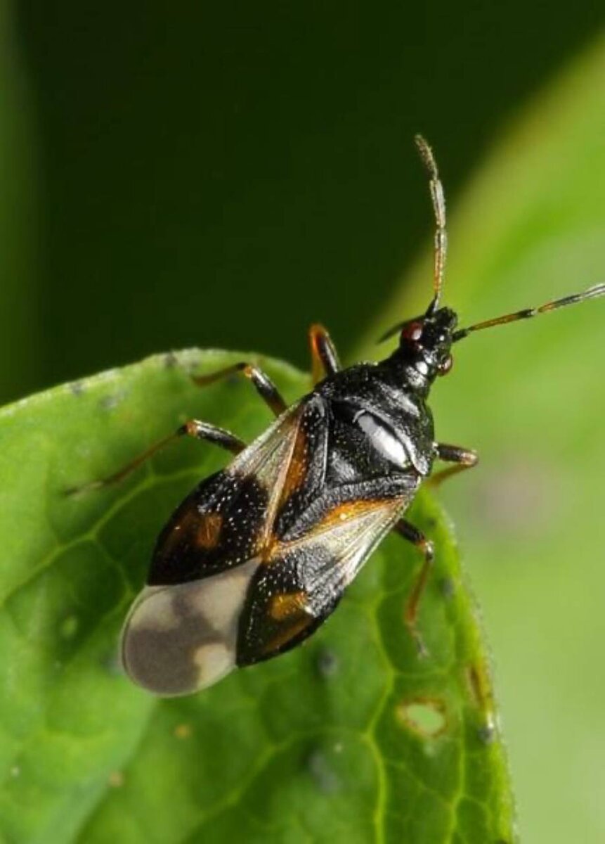 Вот такая живность была обнаружена Дачными агрономом 