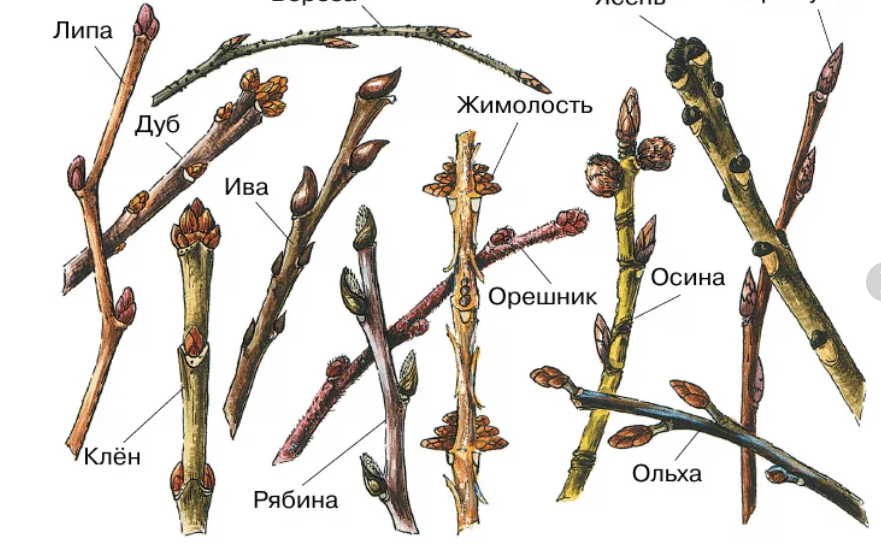 Разный ветка. Почки на побегах разных деревьев и кустарников. Побег осины в безлистном состоянии. Побег и почки почки на побегах разных деревьев и кустарников. Годичный побег с почками тополя.