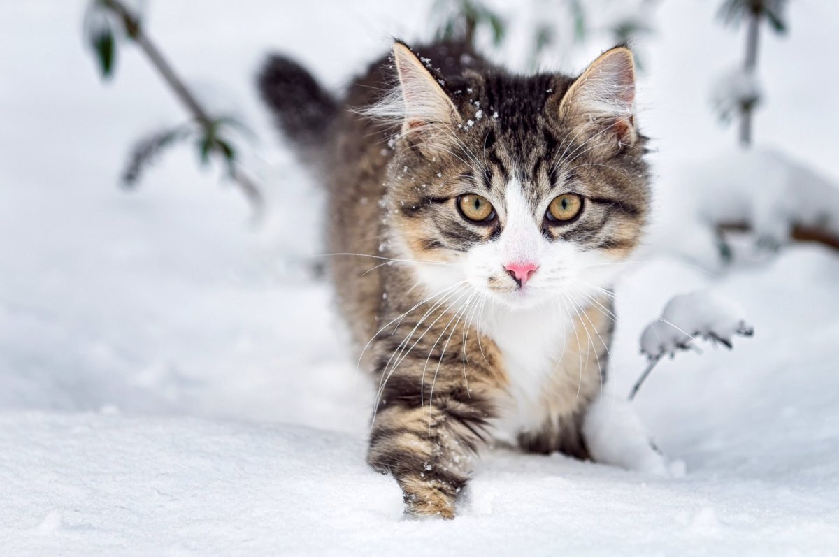 «Не можем их прокормить. Впереди зима»: жительница Барановичей ищет хозяев для брошенных котят